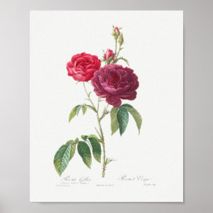 Lila Fransk Ro Vintage Blommigt Rosa Maron Ro Poster