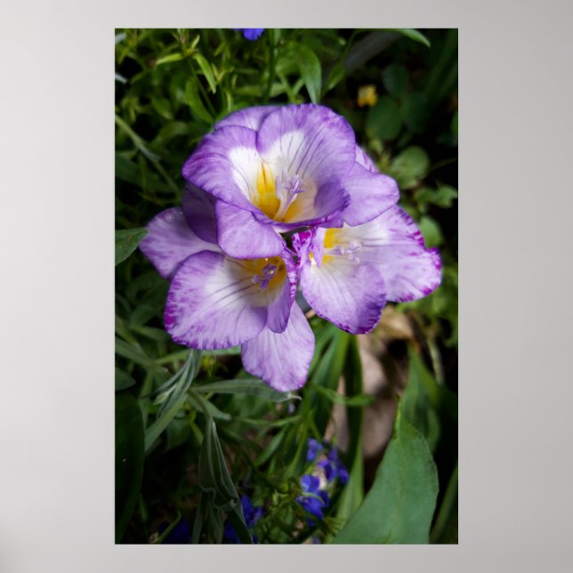 Lila Freesia Blommor Poster (Framsidan)