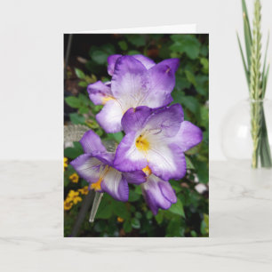 Lila Freesia Flowers Card Kort
