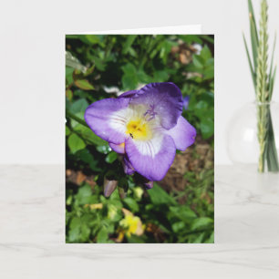 Lila Freesia Flowers Kort