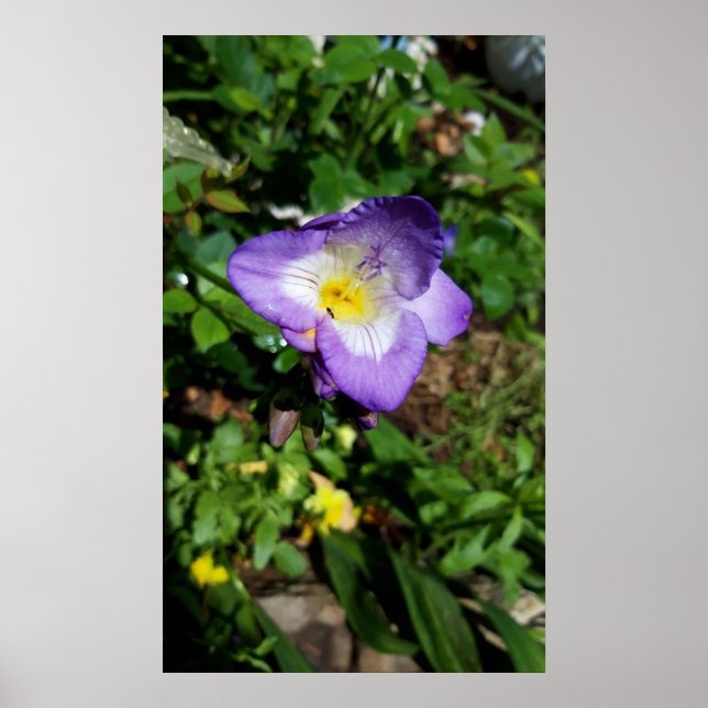 Lila Freesia Flowers Poster (Framsidan)