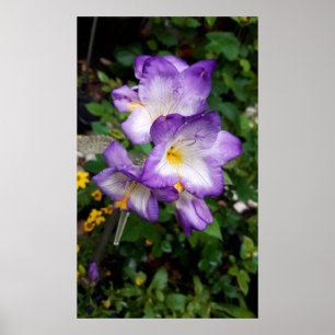 Lila Freesia Flowers Poster