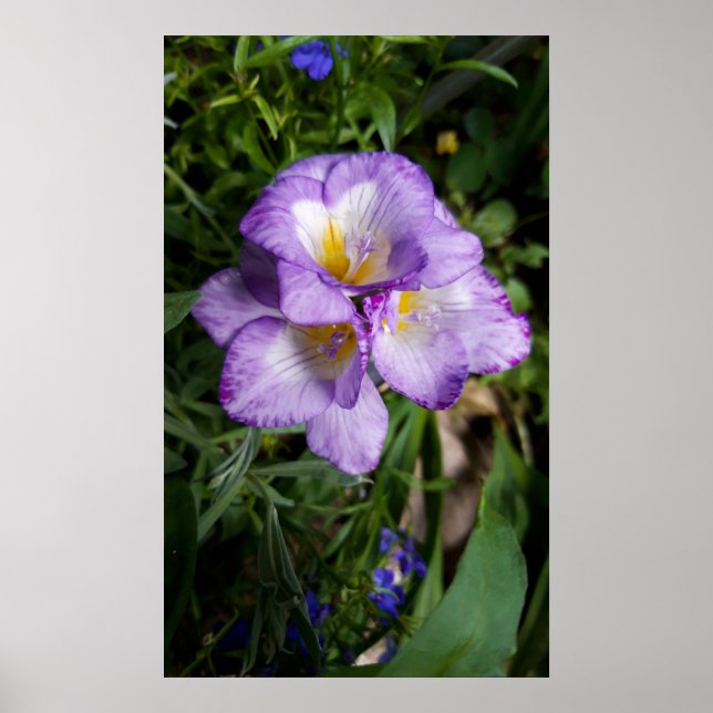 Lila Freesia Flowers Poster (Framsidan)