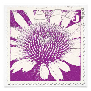 Lila Frimärke Coneflower Fototryck