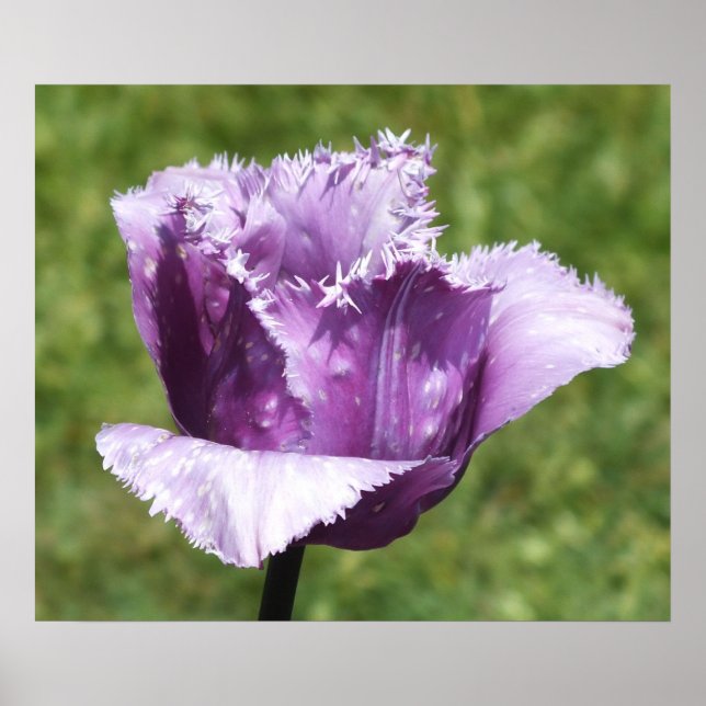 Lila Fringed Tulip Poster (Framsidan)