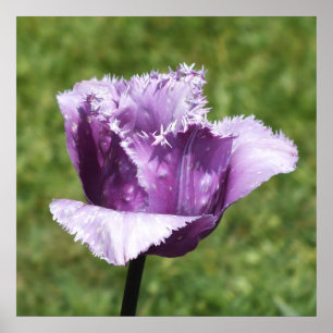 Lila Fringed Tulip Poster
