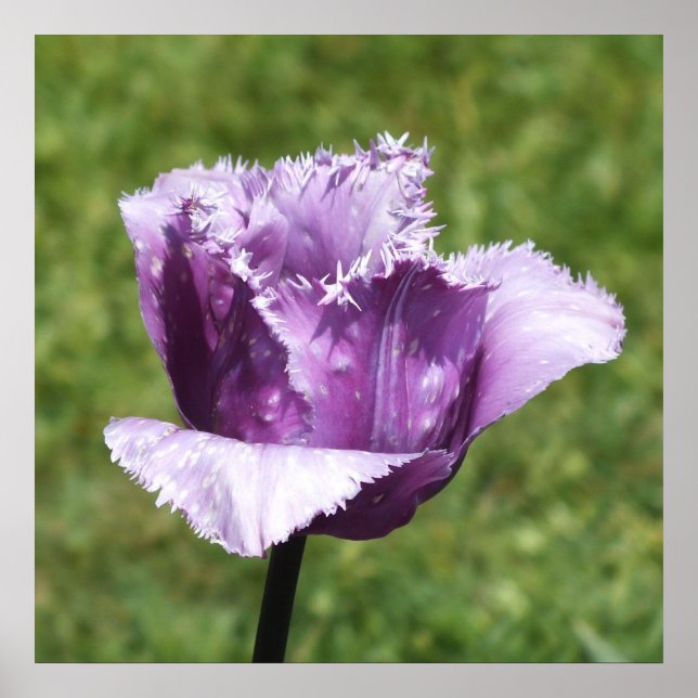 Lila Fringed Tulip Poster (Framsidan)
