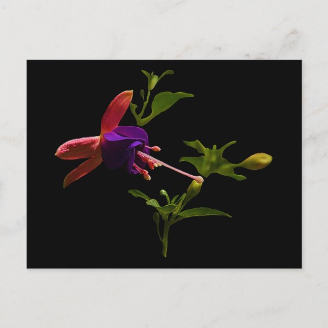 Lila Fuchsia Flower Vykort (Framsida)