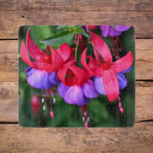 Lila Fuchsia med Rosa Sepals Blommigt