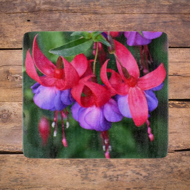 Lila Fuchsia med Rosa Sepals Blommigt (In Situ)