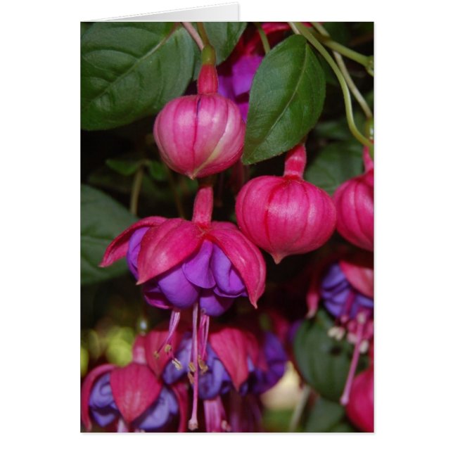Lila Fuschia Hälsningskort (Framsidan)