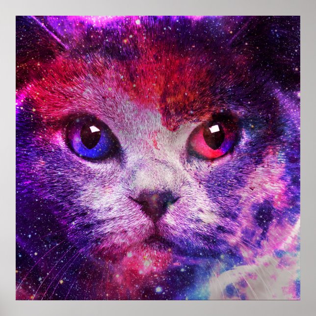 Lila Galax Katt  Poster (Framsidan)