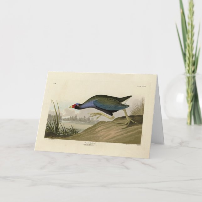 Lila Gallinule från Audubon's Birds of America Kort (Framsida)