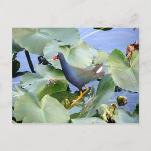 Lila Gallinule på Lily Pad Vykort