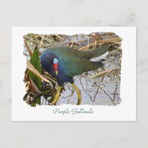 Lila Gallinule Vykort