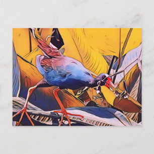 Lila Gallinule Vykort