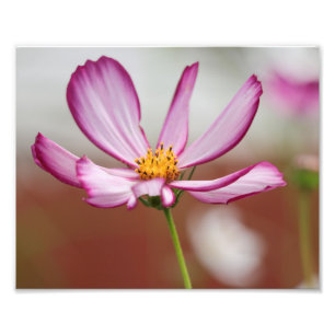 Lila Garden Cosmo Flower Close-up Fototryck