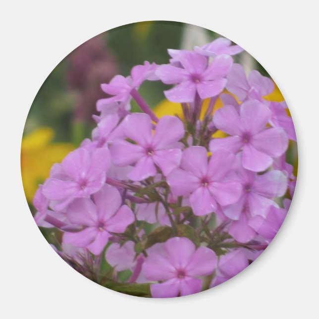 Lila Garden Phlox 3-tums Round Magnet (Framsidan)