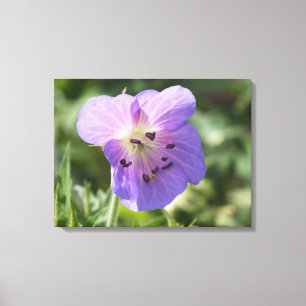 Lila Geranium Flower på Canvas