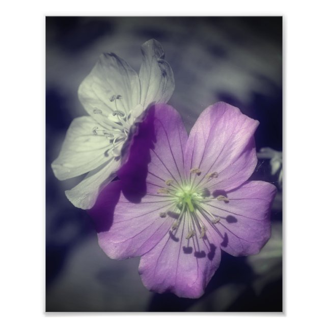 Lila Geranium Flowers Partial Färg 8x10 Fototryck (Framsidan)