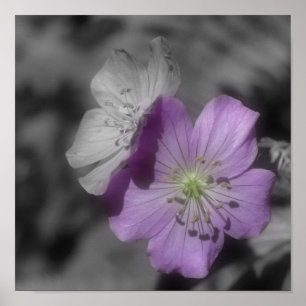Lila Geranium Flowers Partial Färg Poster