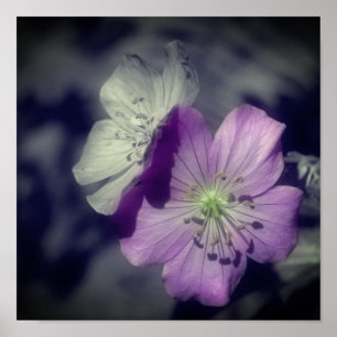 Lila Geranium Flowers Partial Färg Poster