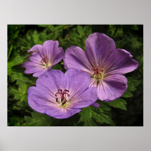 Lila Geranium Flowers Poster