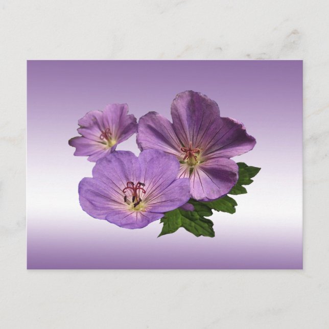 Lila Geranium Flowers Vykort (Framsida)