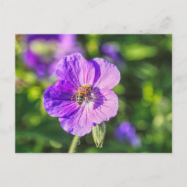 Lila Geranium med honungsbi Vykort
