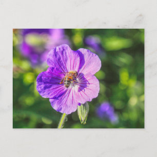 Lila Geranium med honungsbi Vykort