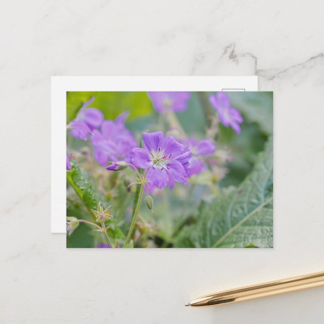 Lila Geranium Vildblomma Sommar Fotografi Vykort (Fram/Back In Situ)