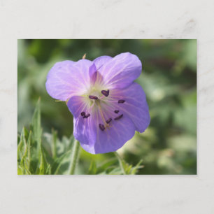 Lila Geranium-vykort Vykort