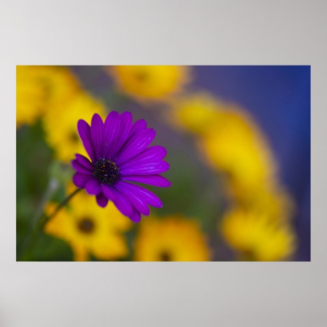 Lila Gerbera bland gula blommor Affisch (Framsidan)
