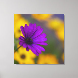 Lila Gerbera Bland Gula Blommor Canvas
