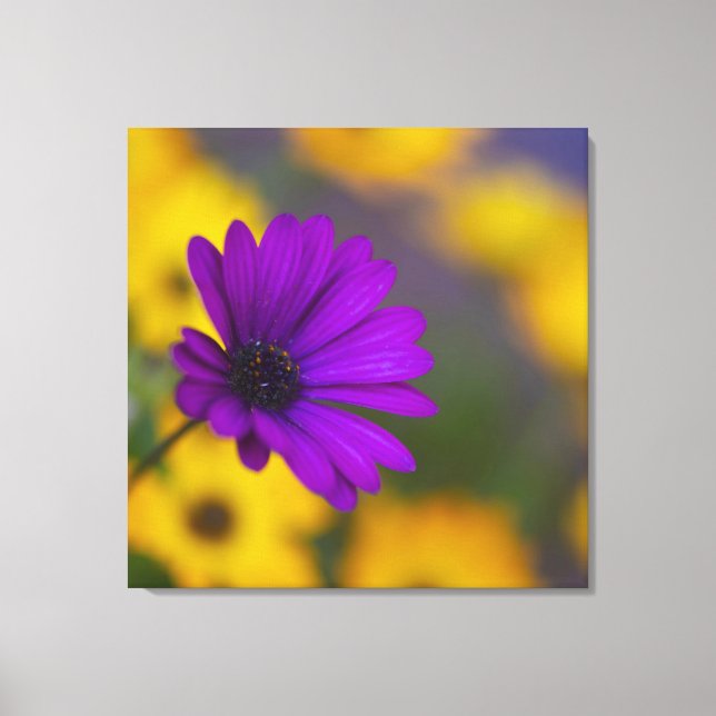 Lila Gerbera Bland Gula Blommor Canvas (Framsida)