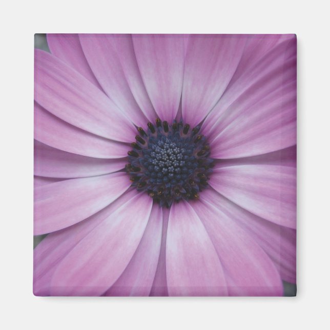 Lila Gerbera Daisy Flower Fridge Magnet Sqaure (Framsidan)
