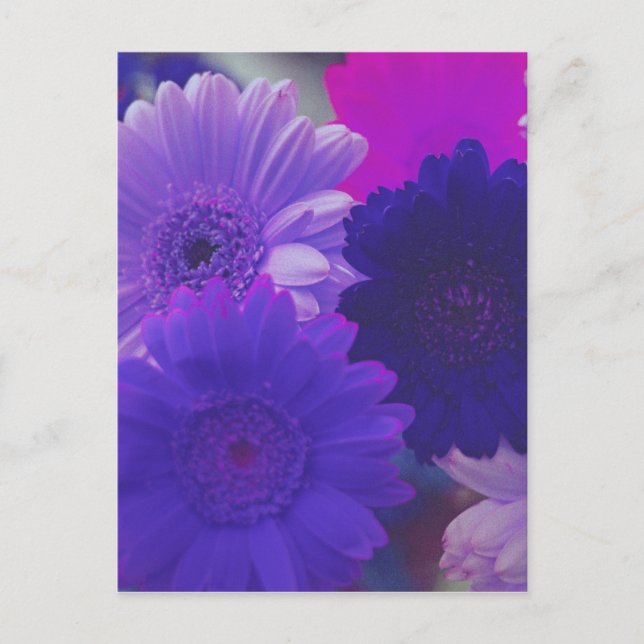 Lila Gerbera Daisy Flower Photo Art Postcard Vykort (Framsida)