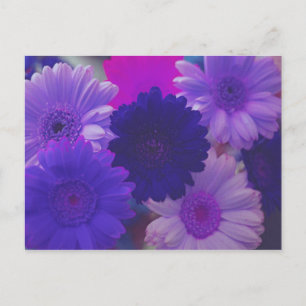 Lila Gerbera Daisy Flower Photo Art Postcards Vykort