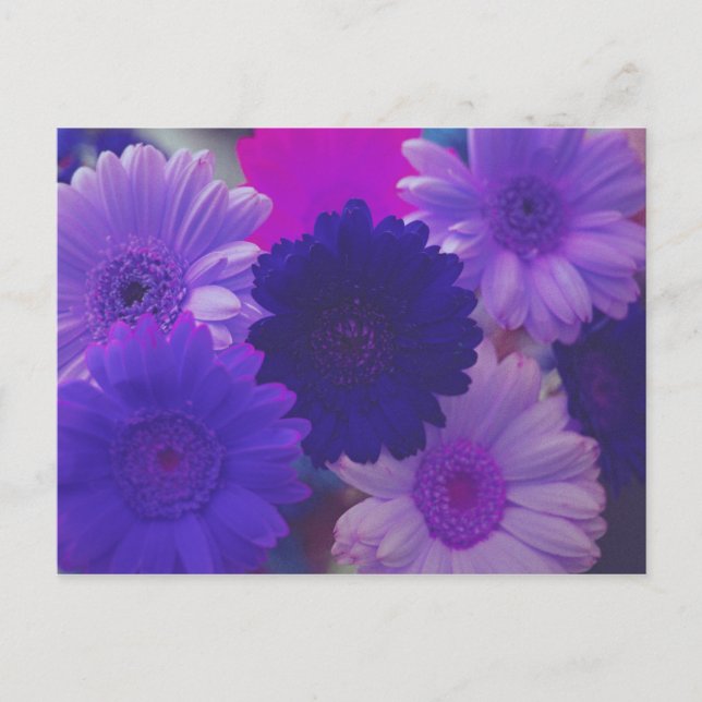 Lila Gerbera Daisy Flower Photo Art Postcards Vykort (Framsida)