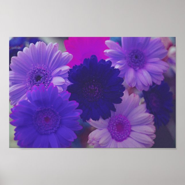 Lila Gerbera Daisy Flowers Wall Art Print Poster (Framsidan)