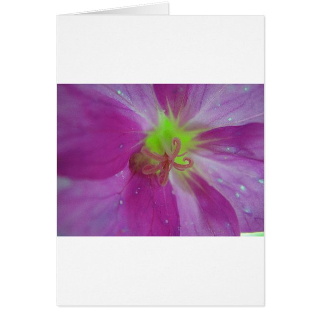 Lila gestreiftes Blütenmuster mit gelber Mitte Hälsningskort (Framsidan)