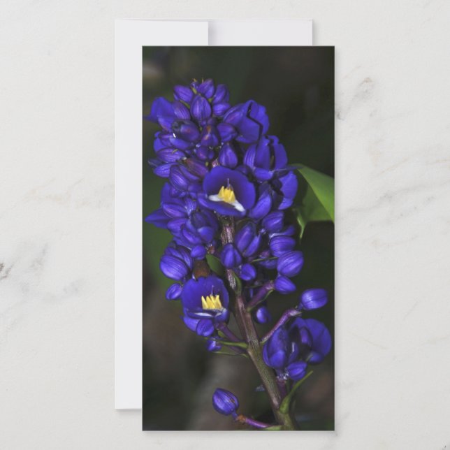 Lila Ginger (Framsida)