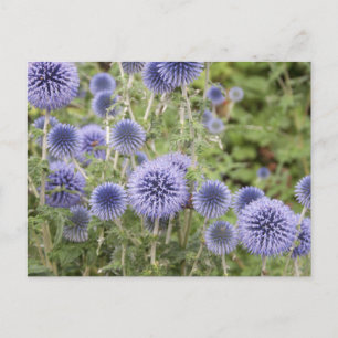 Lila Globe Thistles i en schweizisk Garden Vykort