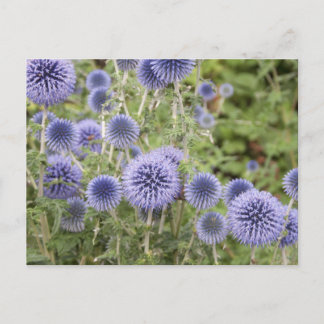 Lila Globe Thistles i en schweizisk Garden Vykort