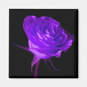 "Lila Glow" Ro Magnet