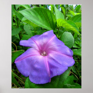 Lila God morgon Glory Flower Poster