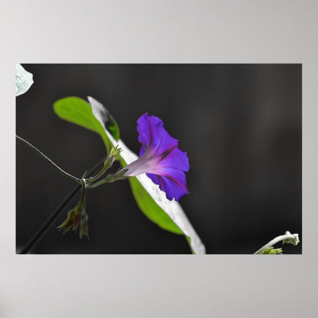 Lila God morgon Glory Flower Poster (Framsidan)