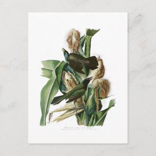 Lila Grackle Kråka John Audubon Birds of America Vykort