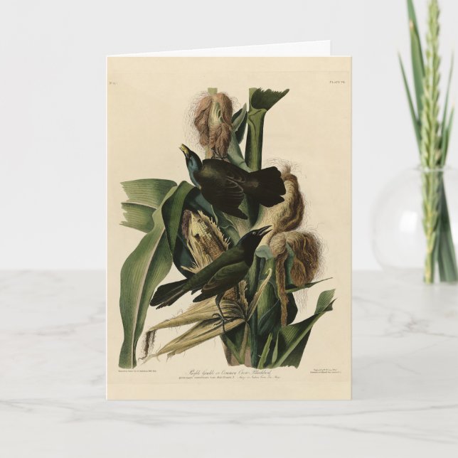 Lila Grakle (Grackle) Audubon's Birds of America Kort (Framsida)