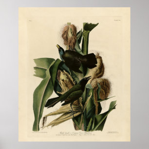 Lila Grakle (Grackle) Audubon's Birds of America Poster